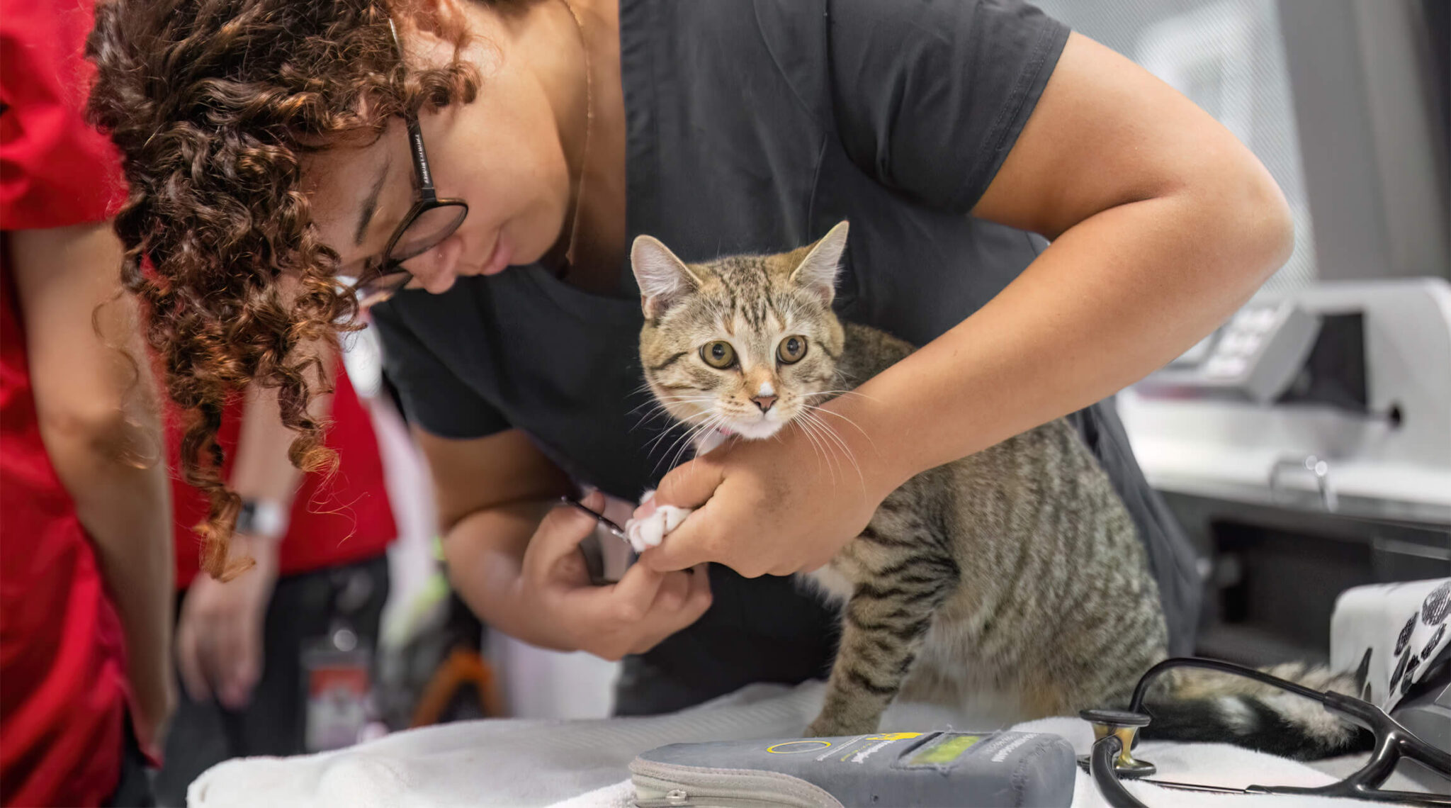 wellness-waggin-staff-scaled